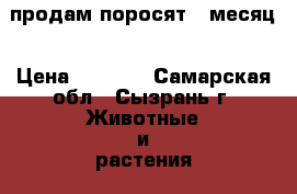 продам поросят 1 месяц › Цена ­ 3 000 - Самарская обл., Сызрань г. Животные и растения » Другие животные   . Самарская обл.,Сызрань г.